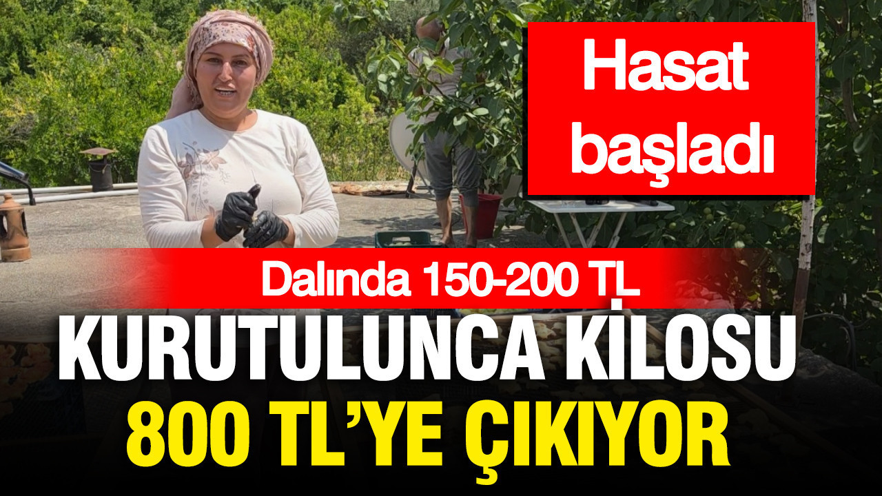 Dalında 150-200 TL, kurutulunca kilosu 800 TL’ye çıkıyor: Türkiye’nin dört bir yanına gönderiliyor